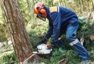 Wild Dog Valley VICtree-felling-services-21.jpg; ?>